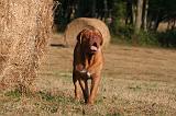 DOGUE DE BORDEAUX 409